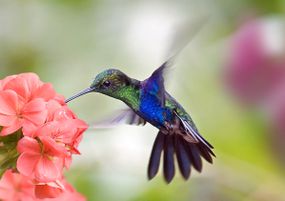hummingbird and flower