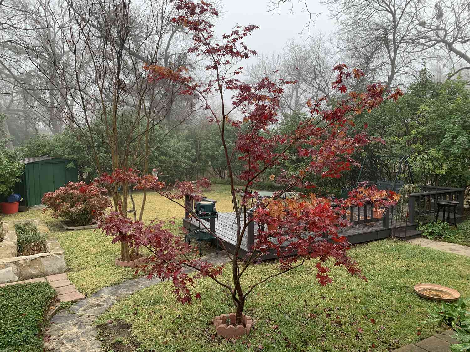 red maple tree in green backyard on overcast gray winter day