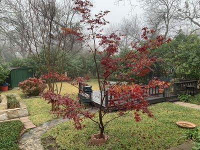 red maple tree in green backyard on overcast gray winter day