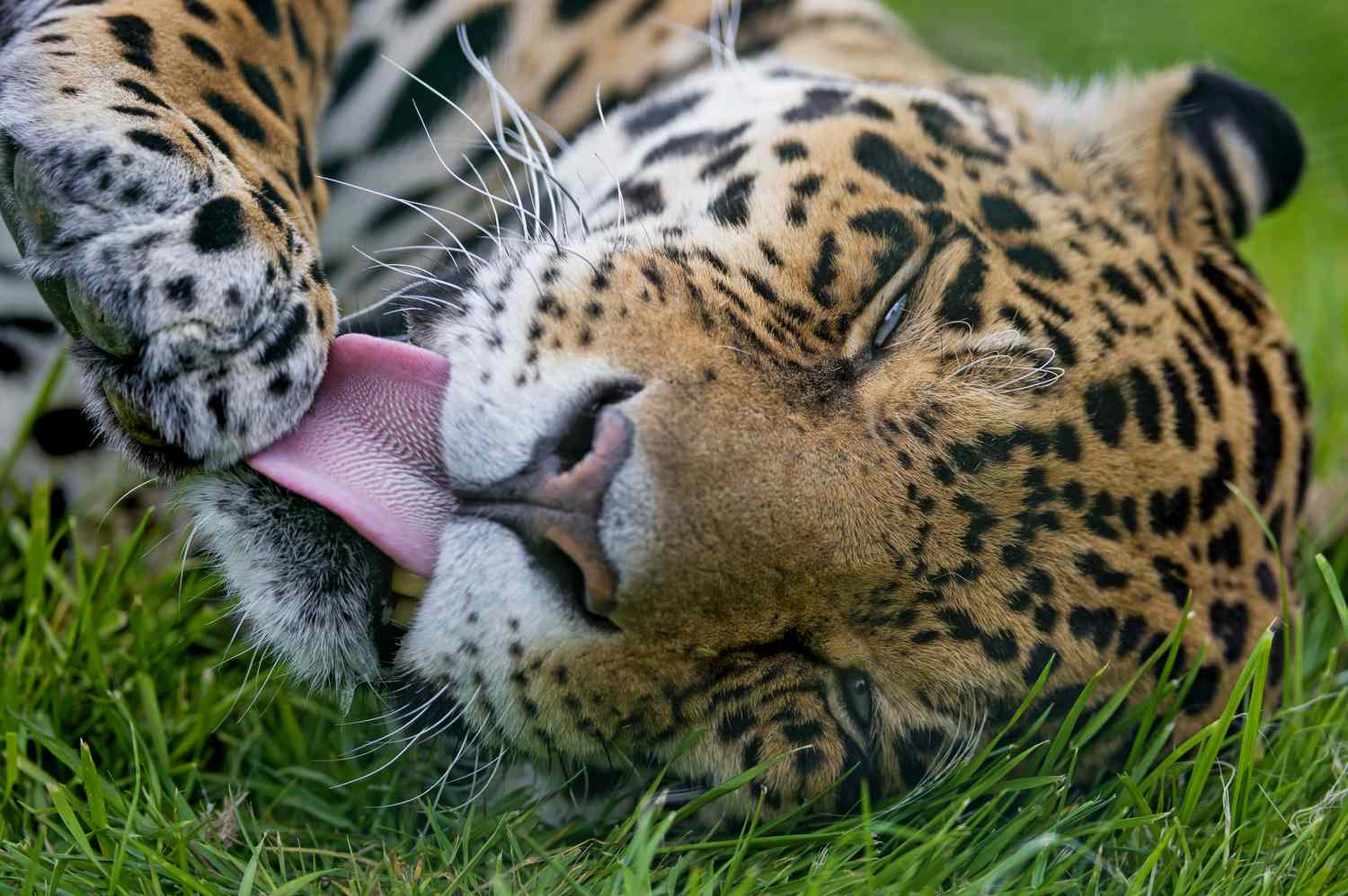 Jaguar licking his paw