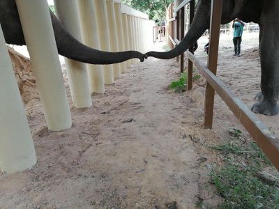 Kaavan reaches out to another elephant at his new sanctuary home.