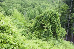 Image: kudzu vine.