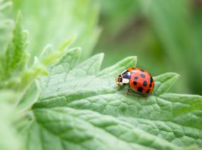 Ladybug on a catmint leave, close up.