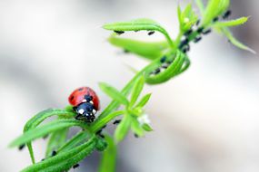 Ladybug on a plant