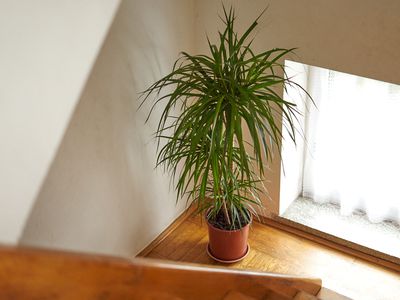 a tall dracaena dragon tree houseplant at stairs ledge near large window