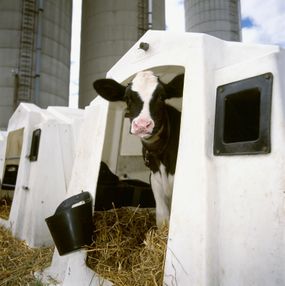 A Holstein dairy calf in a hutch at a dairy