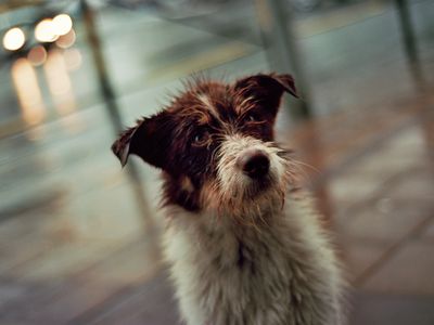 Lonely dog standing on street, Belgrade