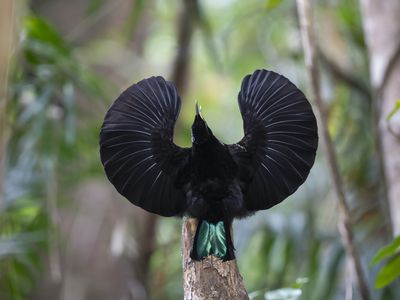 male Victoria's Riflebird displaying feathers