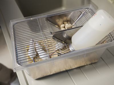 Mice being used in scientific research