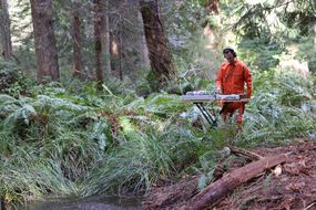 Modern Biology mushroom music