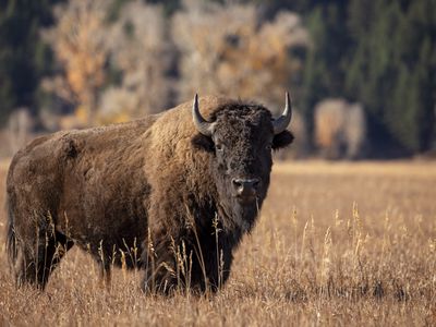 American bison in field