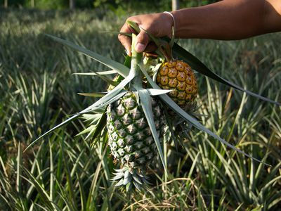pineapples harvested