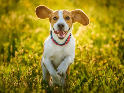 Beagle running in a grassy field