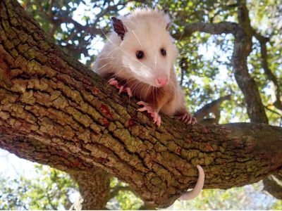 possum in tree