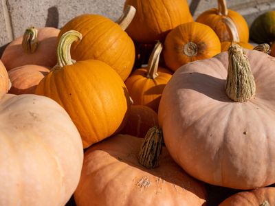 pile of fresh pumpkins in various shades of orange for Halloween