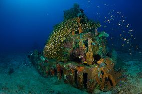 A pyramid-shaped cement structure covered in algae and coral rests on the sea floor 