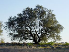 Engelmann oak tree