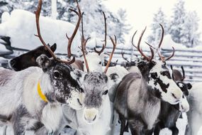 Reindeers on a farm, Hetta, Enontekioe, Finland
