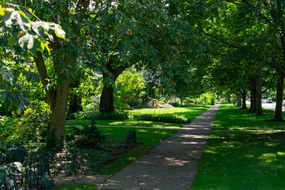 Residential Shaded Sidewalk with Green Trees in Evanston Illinois