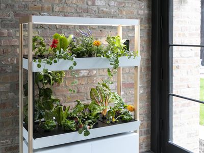 Rise Gardens Modular Hydroponics System with plants next to a window
