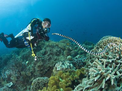sea snake approaches diver
