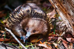 Short-beaked echidna (Tachyglossus aculeatus)