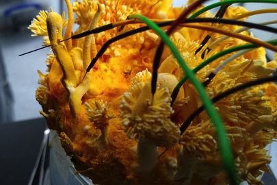 C. Militaris fungi wired for sound