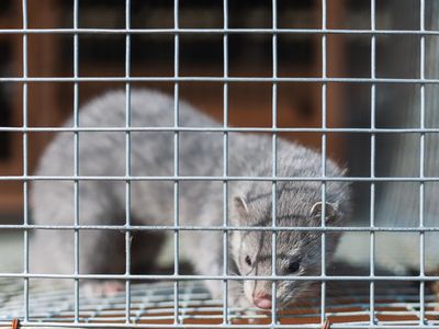 silver mink in a cage