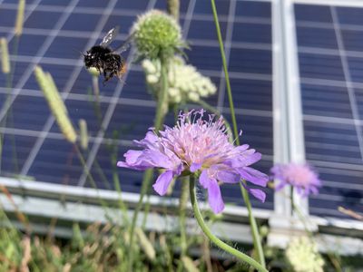 A bumblebee flying near a flower with a solar panel in the backdrop