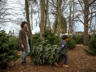 taking a Christmas tree home