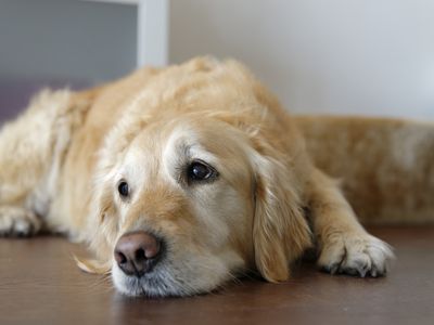 Golden retriever lying on wooden floor