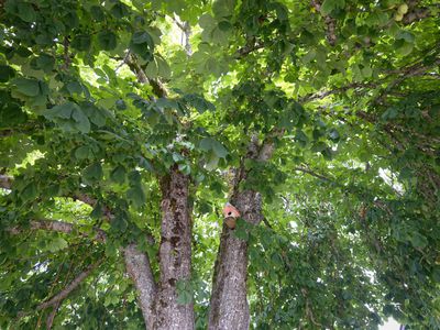 shot of large tree with huge lush leaf canopy and sunlight peaking through