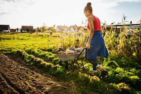 Urban Farmer Transporting Freshly Harvested Pumpkins In Wheelbarrow