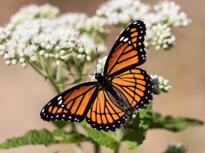 Monarch butterfly with wings spread perched on flower