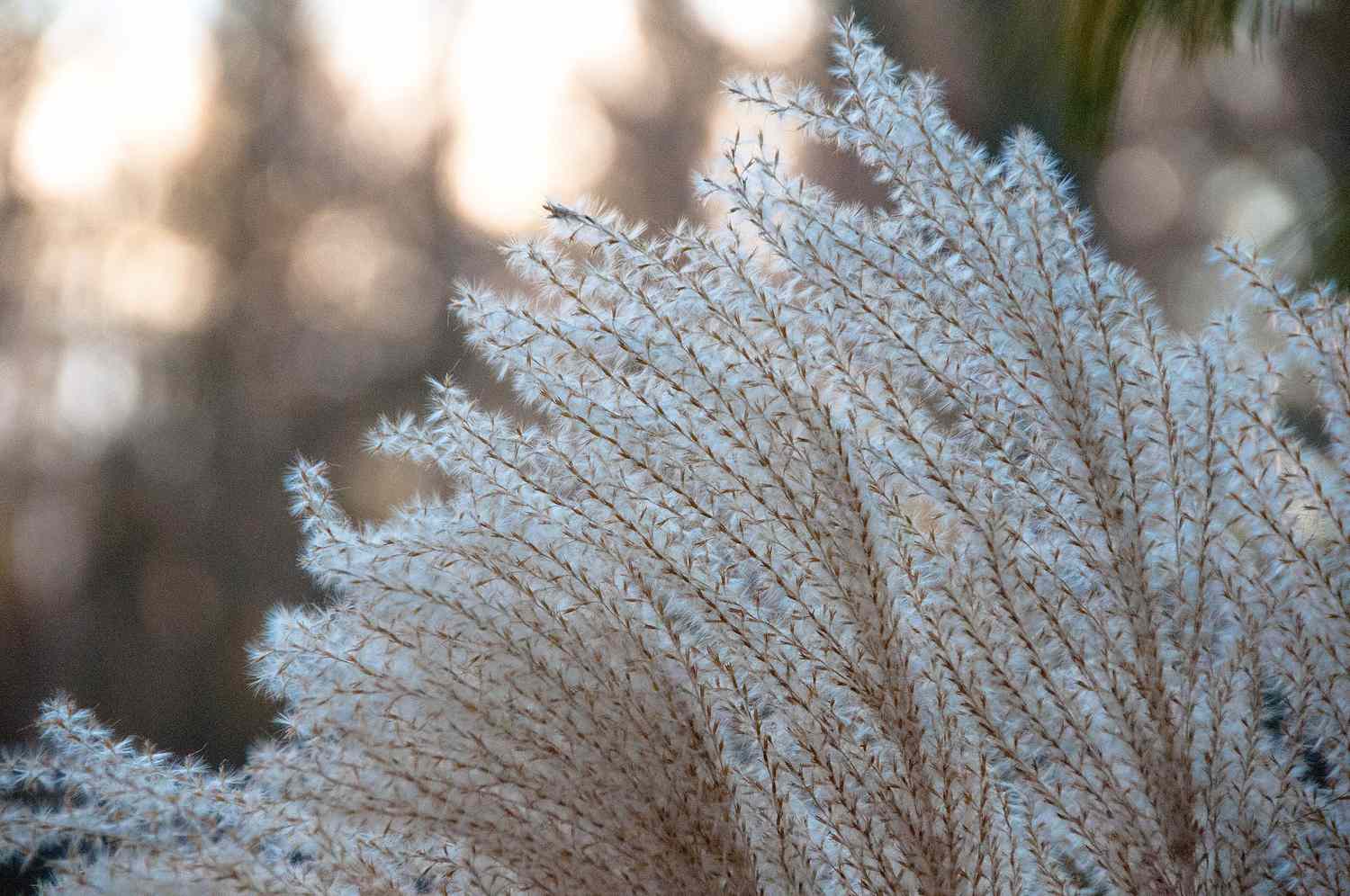 genetically modified miscanthus, an ornamental white feathery grass 