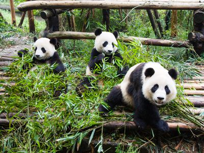Young pandas eating bamboo in zoo