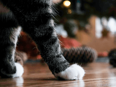 striped cat with white paws walks around floor with pine cones