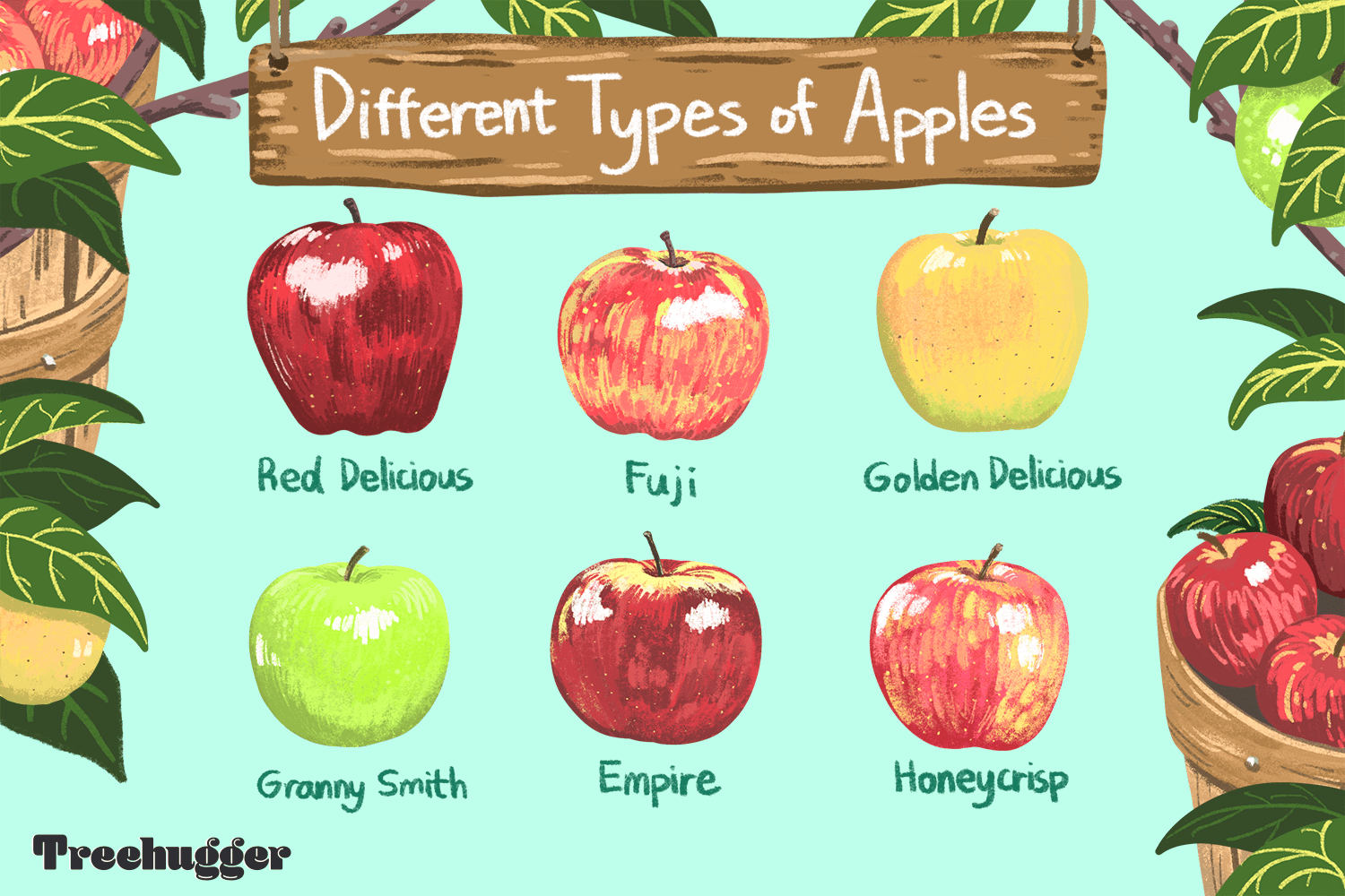 different types of apples illustration