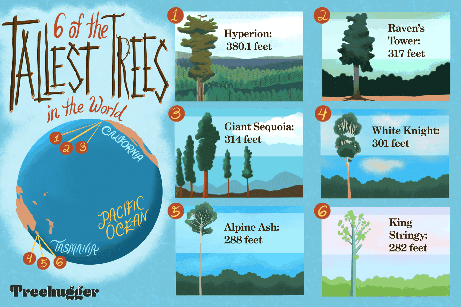 6 tallest trees in the world revised April 2021 illustration